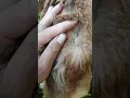 Download Lagu Ternyata baigon cair efektif membasmi kutu pada kambing