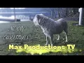Merry Christmas from Max Productions TV