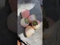Strawberry putih hanya ada di negara amerika #strawberry #whitestrawberry #shorts