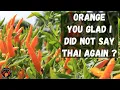 Orange Thai Pepper Review and Tasting This pepper has both great Flavor and Taste