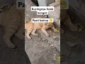 Download Lagu Pasti ini kucing betina, soalnya jutek banget #kucing #cat #catlovers #kucingjutek