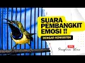 Lagu Suara Sogon Pembangkit Emosi‼️ Sekali Putar Langsung Emosi #pancingansogon #sogongacor #sogon 