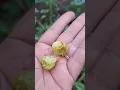 Download Lagu buah ciplukan siapa yg tau buah satu ini!!!