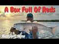 Box Full Of Redfish - Limits At Rockport Texas