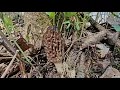 Morel Mushroom Picking 2023