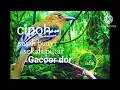Download Lagu kicauan burung cipoh/sirtu. untuk terapi cipow susah bunyi cipoh susah turun(@muktaraja9145)