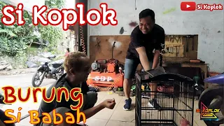 Download Sketsa bodor sunda || campuran bodor sunda || manuk murai || si koplok MP3