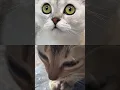 Download Lagu 😂 #cat #funny