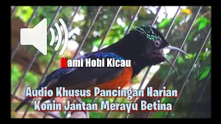 Download AUDIO PIKAT BURUNG KONIN JANTAN MERAYU BETINA KHUSUS BUAT HARIAN.Mp3 MP3