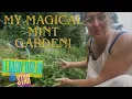My Magical Mint Garden and Lemon Balm Tincture