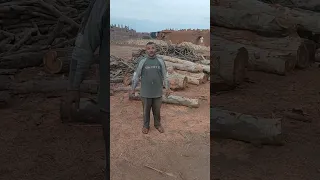 الشجر بالطن الناس تخلي بالها لو عندك شجر وعااايز تبيعه كل نوع وليه سعره 01200116015 01068989456 