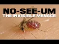 10 No-see-um Facts - The Uber Mosquito