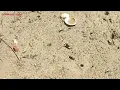 Amazing Thousands difference colors little crabs