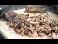 Buche Tijuanas Tacos