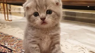 صوت قطة   بسه جميله   قطط كيوت                                        دندنها