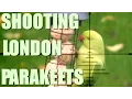 Download Lagu Menembak Burung Parkit di London