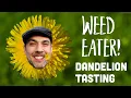 Download Lagu Weed Eater! Don't Waste Dandelions!