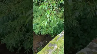 revisiting my favourite little secret bridge