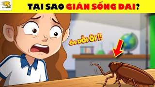 Toàn Bộ KIẾN THỨC Về Con Gián Là Sinh Vật Sống Dai Nhất Hành Tinh? | Nhanh Trí