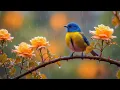 Download Lagu Soothing music for nerves🌿 healing music for the heart and blood vessels, relaxation, music for soul