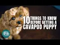 Cavapoo Puppies Things You Should Know Before Getting a Cavapoo Puppy