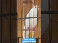 suara burung puter albino bikin adem suasana