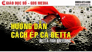 Download [STEM] Betta fish breeding MP3