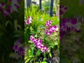 Download Lagu Orchids #flowers #garden #☺️