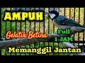 Download Lagu Gelatik betina gacor || Gelatik betina memanggil jantan full 1 jam