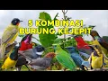 Download Lagu Suara pikat 5 Kombinasi Burung Kejepit Auto Panen