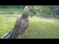 Download Lagu Ayam klawu wido warnaNya unik \u0026super jumbo..gaya yg slalu tempel special depan d00rrr