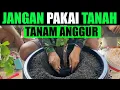 Download Lagu TANAM ANGGUR JANGAN DI POT PAKAI TANAH