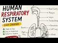 Respiratory System Anatomy Physiology Easy Diagram Drawing