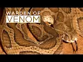 Download Lagu A Day in the Life of India’s Most Feared Snake, Russell’s Viper