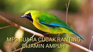 pancingan suara burung cucak ranting 100 ampuh dijamin