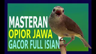 masteran opior jawa gacor full isian