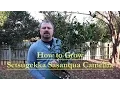 Download Lagu How to grow Setsugekka Sasanqua Camellia with a detailed description