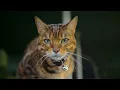Omlet Catio Outdoor Cat Enclosure
