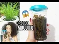 Download Lagu SEU CABELO VAI CRESCER IGUAL CAPIM | TÔNICO CASEIRO DE CAPIM SANTO ❤