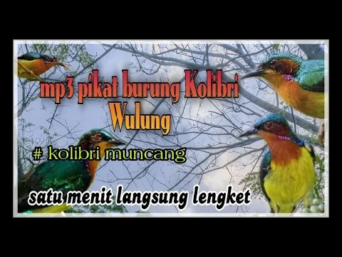 Download MP3 Suara pikat paling ampuh pikat burung Kolibri Wulung ⏩ Kolibri Muncang