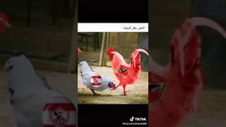 افضل شتيمه على الزمالك 