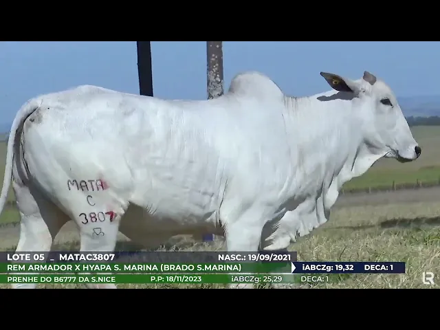Novilha Nelore MATA-C3807