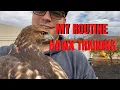 How I Care for my Hawk