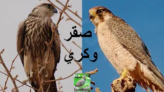 صوت الصقر الوكري Call Lanner Falcon 