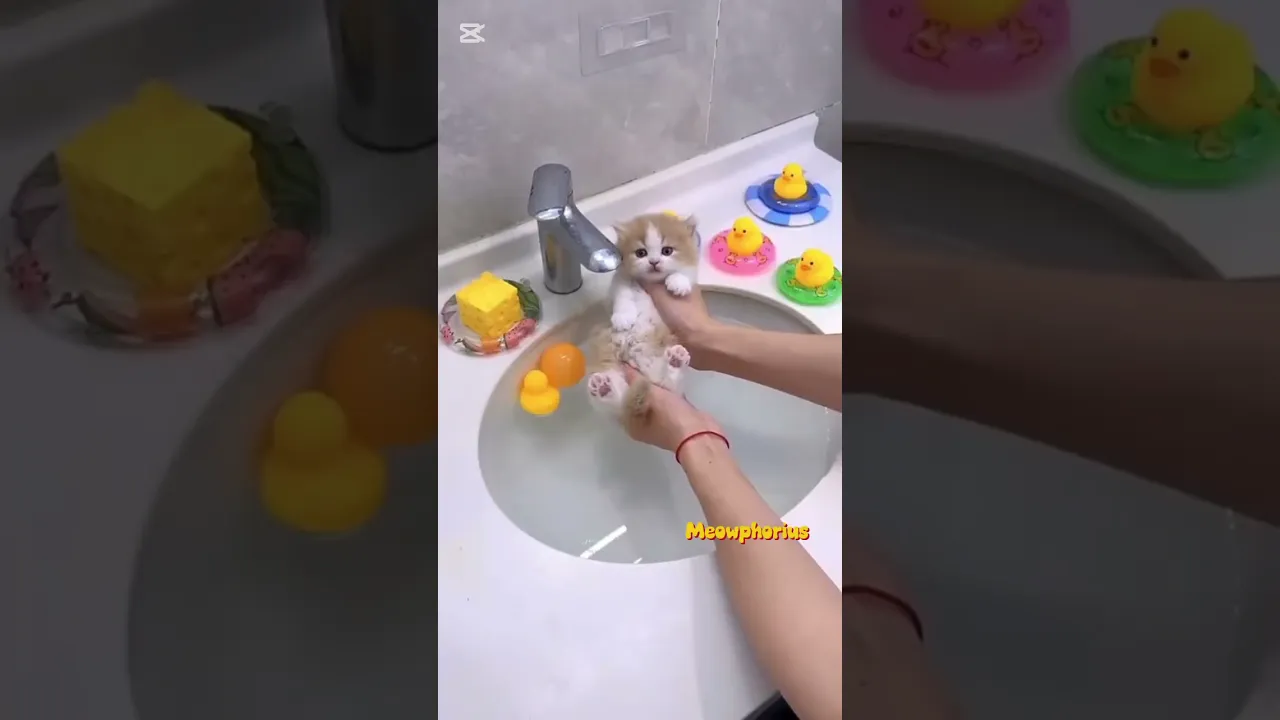 Such a Tiny one