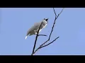 Lagu White bellbirds produce loudest bird call ever recorded