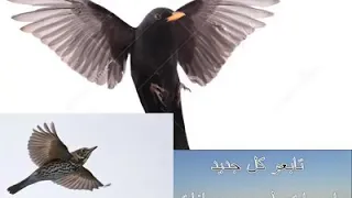 صوت الشحرور يخلي الطير يجي بسرعة لعندك اعمل مشاركة واعجاب وفعل زر الجرس 