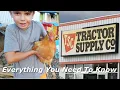 How To Raise Chickens From Tractor Supply