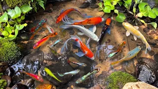 Đi Bắt Cá Cảnh | Cá Vàng, Cá Koi, Cá GloFish, Cá Rô Phi Và Cá Lau Kiếng