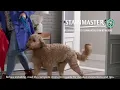 Stainmaster Pet Protect Installation